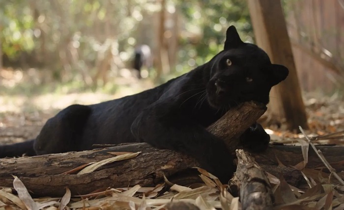 vantara jamnagar photos