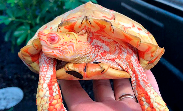 albino turtle